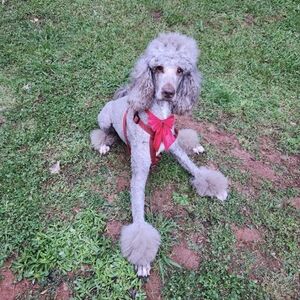 Meet your Posher, Schalon